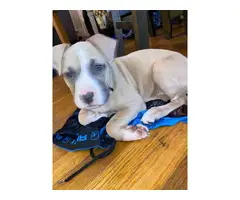 13 weeks old full blooded blue fawn female Pitbull puppy - 3