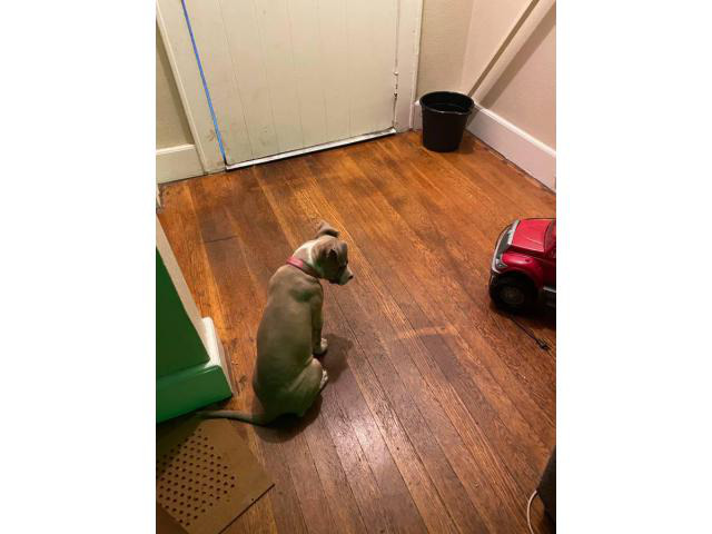 13 weeks old full blooded blue fawn female Pitbull puppy Little Rock ...