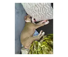 13 weeks old full blooded blue fawn female Pitbull puppy - 8