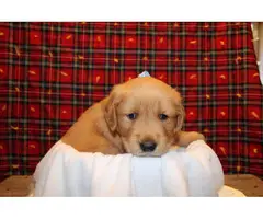 Golden Retriever 4 males available - 2