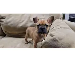 Lovely dark male fawn AKC Frenchie puppy