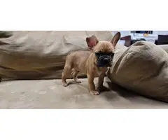 Lovely dark male fawn AKC Frenchie puppy - 2