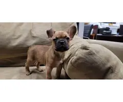 Lovely dark male fawn AKC Frenchie puppy - 3