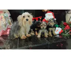 4 Yorkshire Terrier Puppies for a good home - 1