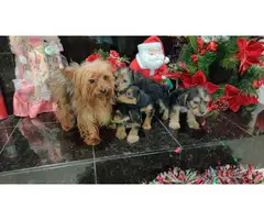 4 Yorkshire Terrier Puppies for a good home - 2