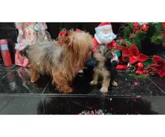 4 Yorkshire Terrier Puppies for a good home - 3