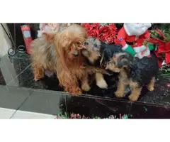 4 Yorkshire Terrier Puppies for a good home - 4