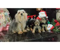 4 Yorkshire Terrier Puppies for a good home - 5