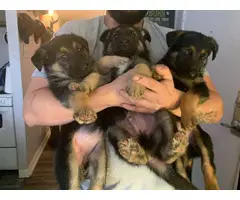 4 boys and a girl German shepherd puppies
