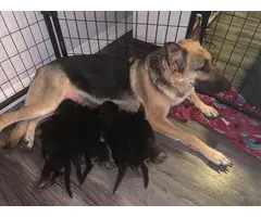 4 boys and a girl German shepherd puppies - 3