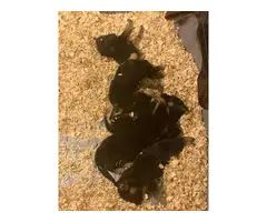 4 boys and a girl German shepherd puppies - 4