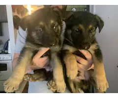 4 boys and a girl German shepherd puppies - 6