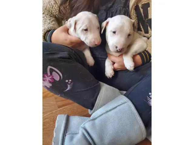 2 males and 1 female Bull terrier puppy for sale
