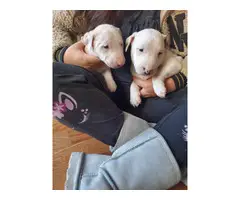 2 males and 1 female Bull terrier puppy for sale