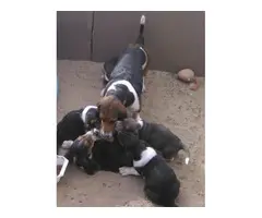 4 purebred Basset Hound Puppies