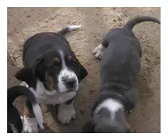 4 purebred Basset Hound Puppies - 3
