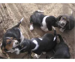 4 purebred Basset Hound Puppies - 4