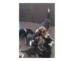 4 purebred Basset Hound Puppies - 6