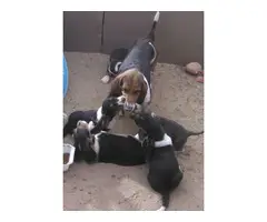 4 purebred Basset Hound Puppies - 7