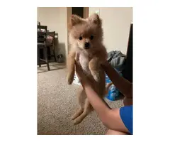 Female Pomeranian Pup for Sale