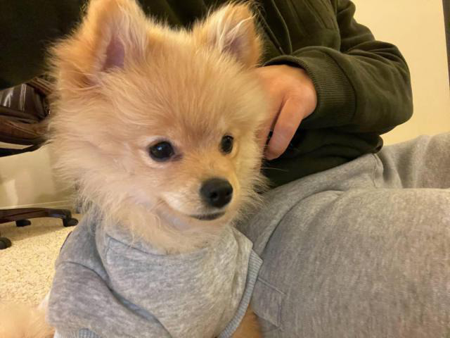 Female Pomeranian Pup for Sale San Diego Puppies for
