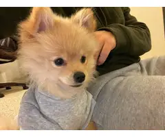 Female Pomeranian Pup for Sale - 2