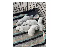 Blue Heeler Puppies 3 males and 1 female