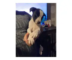 Border Collie Puppy looking for new home