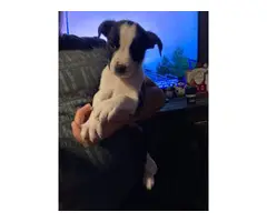 Border Collie Puppy looking for new home - 2