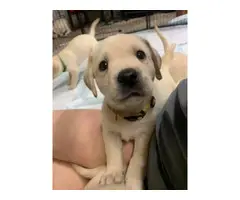 6 AKC registered Lab puppies for sale - 2