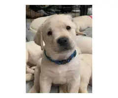 6 AKC registered Lab puppies for sale - 3