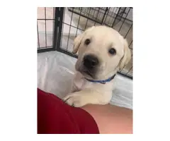 6 AKC registered Lab puppies for sale - 4