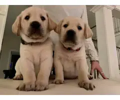 6 AKC registered Lab puppies for sale - 5