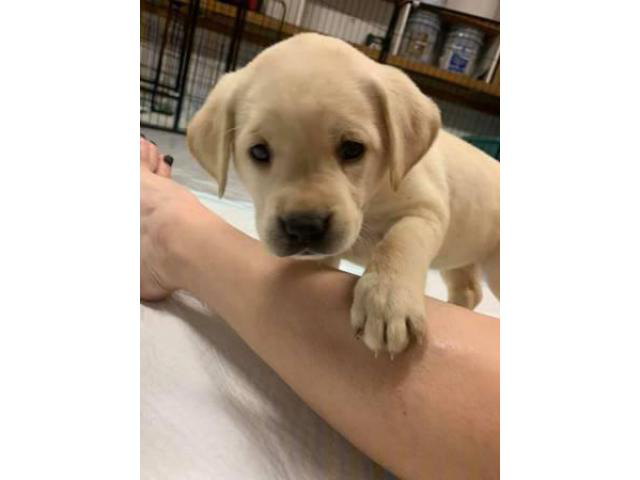 6-akc-registered-lab-puppies-for-sale-winchester-puppies-for-sale-near-me