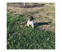 3 beautiful GSP puppies for sale - 2