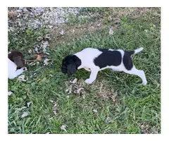 3 beautiful GSP puppies for sale - 3