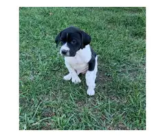 3 beautiful GSP puppies for sale - 4
