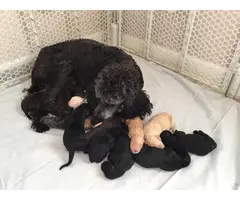 10 Labradoodle puppies available