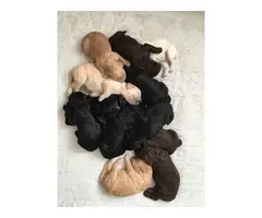 10 Labradoodle puppies available - 2