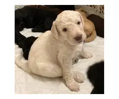 10 Labradoodle puppies available - 4