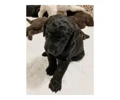 10 Labradoodle puppies available - 5