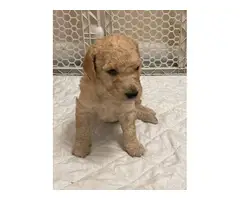 10 Labradoodle puppies available - 6