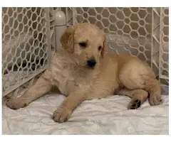 10 Labradoodle puppies available - 8