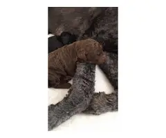10 Labradoodle puppies available - 9