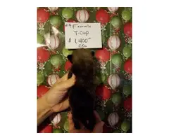 Teacup Pomeranian puppies for sale - 7