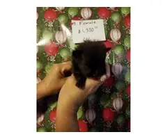Teacup Pomeranian puppies for sale - 10