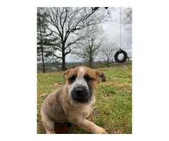 6 weeks old red heeler puppies for sale - 3