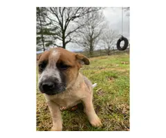 6 weeks old red heeler puppies for sale - 4