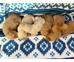 1 boy and 5 girs Goldendoodle puppies for sale - 1