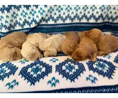 1 boy and 5 girs Goldendoodle puppies for sale - 2